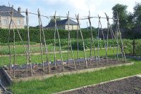 Hazel wood canes in preparation for Beans - Haricot  Verts, in raised  bed in vegetable garden, France