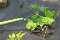 Watering Courgette seedling planted under membrane sheeting