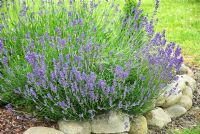 Lavandula - Lavender growing in French garden in stone walled bed