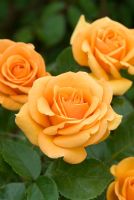 Rosa 'Simply the Best' flowering in July at David Austin Roses