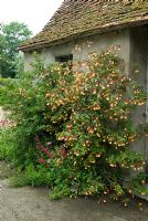 Abutilon Kentish Belle' trained on wall of out-building flowering in June