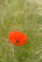Papaver rhoeas with Stipa tenuissima in June