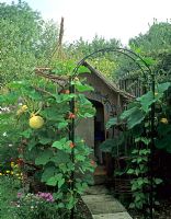 Childrens garden with play house, climbing pumpkin, runner beans, Cosmos and Calendula - Pannells Ash Farm West, Essex