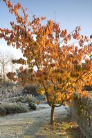 Frost on lawn and ornamental border with bright yellow leaves on Prunus tree - Pannells Ash Farm, Essex