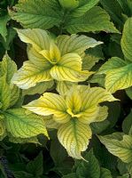 Iron deficiency causing chlorosis of young leaves on Hydrangea