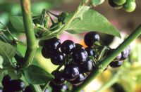 Solanum melanocerasum - Huckleberry  