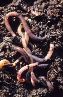 Earthworms - Lumbricus terrestris
