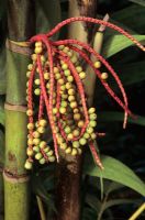 Pinanga coronata - palm seeds