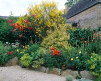 Raised bed with variegated Kerria, Calendula, Rosa, Geum 'Mrs Bradshaw', Lonicera nitida 'Baggesens Gold', Papaver and Alchemilla mollis - Oxfordshire