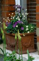Terracotta window box planted with Aquilegias, Violas and Saxifraga