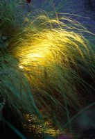 Concealed spolight shining through grass