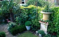 Small town garden with stone urn flanked from right to left with a weeping mulberry, Pittosporum tobira and Melianthus major 