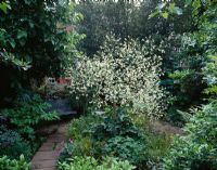 Crambe cordifolia in full flower dominates an area by a seat