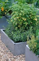 Galvanized steel containers planted with flowering courgette, Melissa officinalis and french Artemisia - The Chef's Roof Garden, Chelsea FS