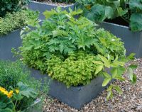 Galvanized steel containers planted with celery 'Golden Blanching', Origanum and flowering courgettes - The Chef's Roof Garden, Chelsea FS
