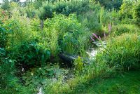 Wildlife pond with native water plants and Wooden sleeper bridge in July.