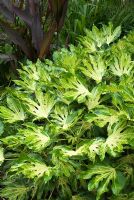 Fatsia japonica 'Variegata'