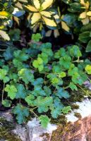 Rubus rolfei in August