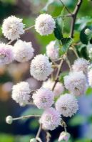 Rubus ulmifolius 'Bellidiflorus' flowering in August