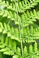 Athyrium filix-femina AGM - The Lady Fern 