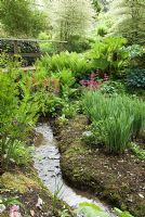 Stream side planting including Candelabra Primulas, Rodgersias, Irises, Ferns and Hostas in the garden of Hidden Valley Nursery, Old South Heale, High Bickington, North Devon