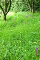 Meadow in orchard grass dotted with orchids at Hidden Valley Nursery, Old South Heale, High Bickington, north Devon, UK