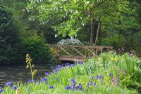 Bridge over stream through the woodland garden with Davidia involucrata at Minterne Magna, Dorchester, Dorset