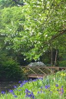 Bridge over stream through the woodland garden with Davidia involucrata at Minterne Magna, Dorchester, Dorset