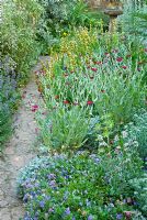 Silver garden with Convolvulus sabatius, Lychnis coronaria, Sisyrinchium striatum and Cynara cardunculus - Cardoon at East Lambrook Manor Gardens, South Petherton, Ilminster, Somerset