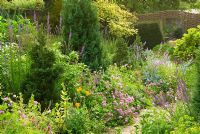 Cottage garden with Chamaecyparis lawsoniana 'Fletcheri', Linaria, Hardy Geraniums, Astrantia and Phuopsis stylosa in the terrace garden at East Lambrook Manor Gardens, South Petherton, Ilminster, Somerset