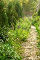 Path lined with young Chamaecyparis lawsoniana 'Fletcheri' at East Lambrook Manor Gardens, South Petherton, Ilminster, Somerset