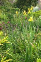 The ditch full of ferns, Iris pseudacorus, Gladiolus byzantinus, Astrantias and Euphorbias at East Lambrook Manor Gardens, South Petherton, Ilminster, Somerset