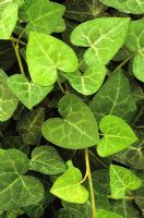 Hedera hibernica 'Deltoides'