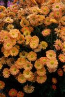 Chrysanthemum 'Lucy Simpson'