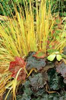 The harvest tints of Molinia caerulea 'Variegata' rise up behind Heuchera 'Palace Purple' and amongst the variegated leaves of Houttuynia cordata 'Chameleon'.