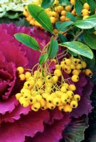 The brilliant yellow berries of Pyracantha 'Soleil d'Or' are highlighted against a purple ornamental cabbage.
