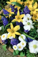 Spring bulbs and Bellis - white double daisies in a shallow terracotta pan. Tulipa urimiensis with Muscari 'Blue Spike' and Anemone coronaria 'The Bride'.