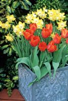 Scented Narcissus 'Pipit' and Tulipa 'Twin Spark' planted together in a Moroccan style fibreglass container.