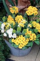 Yellow, green and white themed planting scheme for late winter and spring set in an old galvanised tin bath. Hybrid primroses, polyanthus, Euphorbia myrsinites, Narcissus 'Topolino' and Crocus 'Kathleen Parlow'.