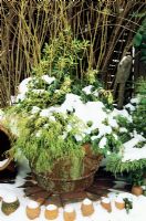 Snow capped terracotta swag and acanthus pot from Whichford pottery planted to a yellow and green theme for winter interest. Cornus sericea 'Flaviramea' with Euonymus japonicus 'Aureus', Chamaecyparis pisifera 'Filifera Aurea', Juniperus conferta and Helleborus foetidus 'Wester Flisk'.