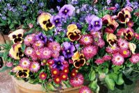 Classic cottage garden favourites for the spring in a terracotta trough. Pansies and Bellis - double daisies raised up on a patio backed by forget-me-nots.