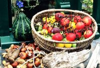 Autumn harvest of yellow and red tomatoes, elderberries and crab apples in a grey wicker basket with conkers ready to string and go into battle.