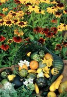 Autumn harvest of ornamental gourds, squashes and courgettes backed by drifts of annual Rudbeckias raised for cutting.