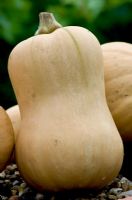 Butternut Squash 'Hunter'