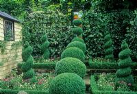 Small town back garden with black trellis covered with Hedera, Buxus topiary spheres and borders of cream white Violas and pink Verbena - London 