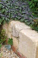 Low retaining stone wall with Salvia in roof garden where organic, edible plants are grown - Educational resources, Reading International Solidarity Centre