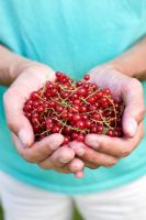 Man holding freshly picked red currants 'Jonkheer van Tets'