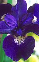 Iris siberica 'Shirley Pope'