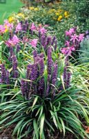 Liriope muscari with Nerines