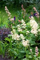 Astilbe 'Deutschland' in an acid bog garden